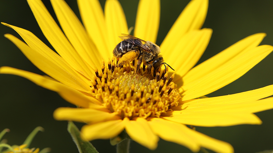 Bee research