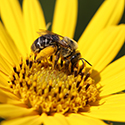 How a K-State researcher is using AI and 'citizen scientists' to spread knowledge and protect bees