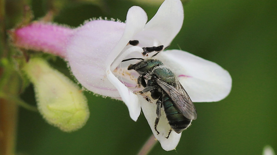 Bee research