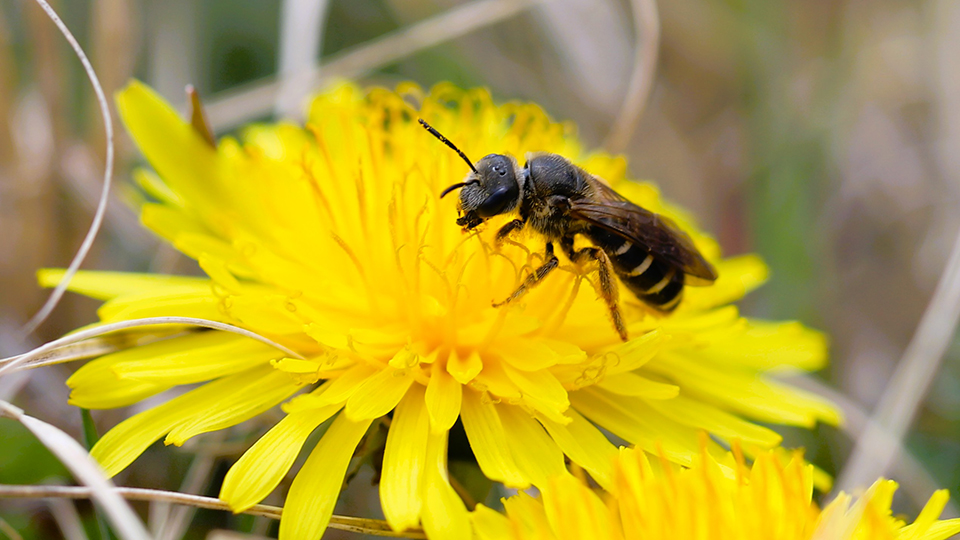 Bee research