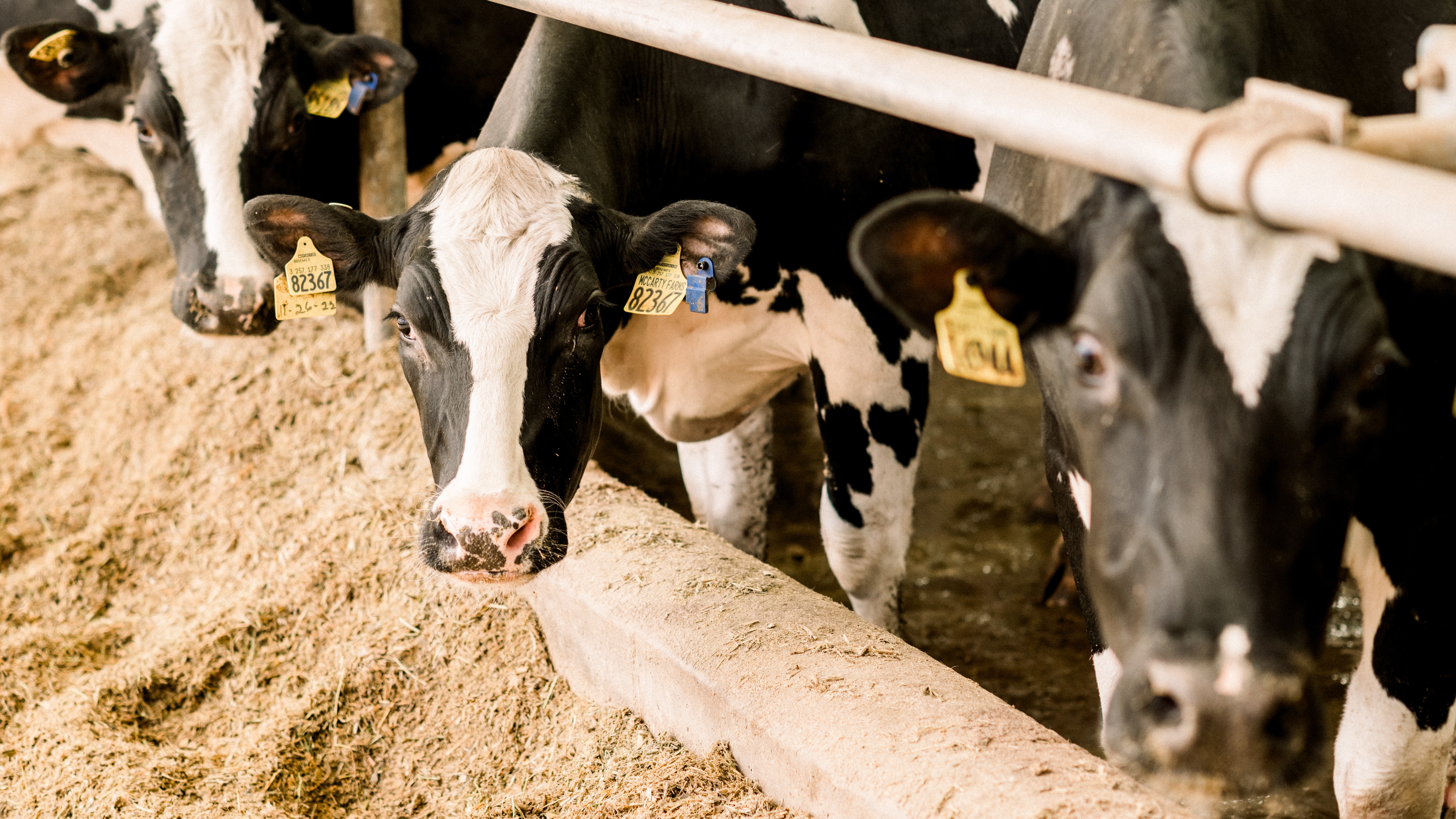 Cows