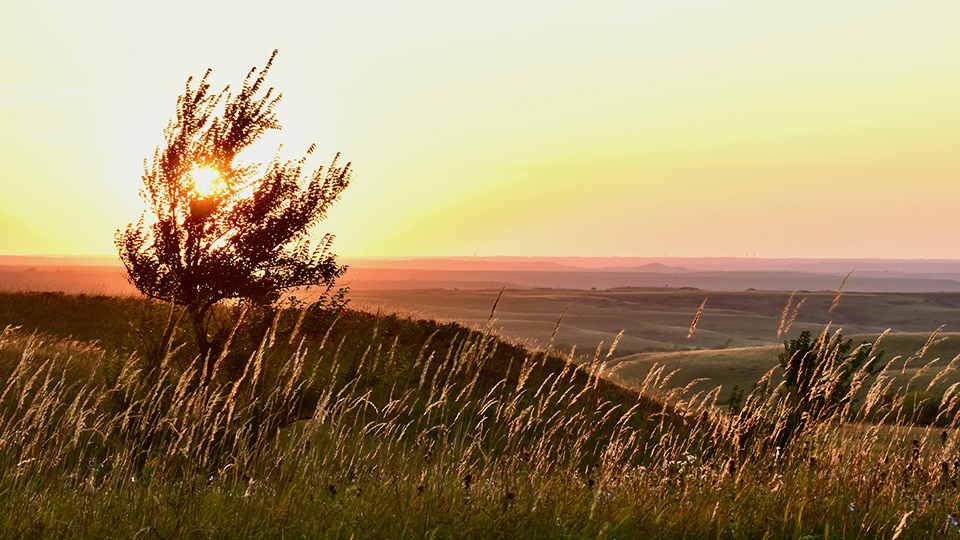 Konza Prarie