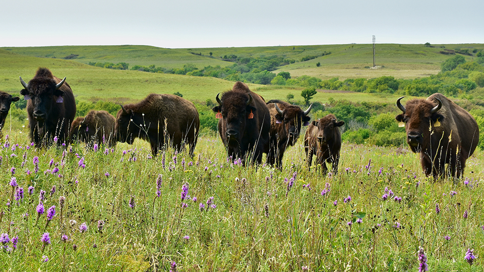 Bison