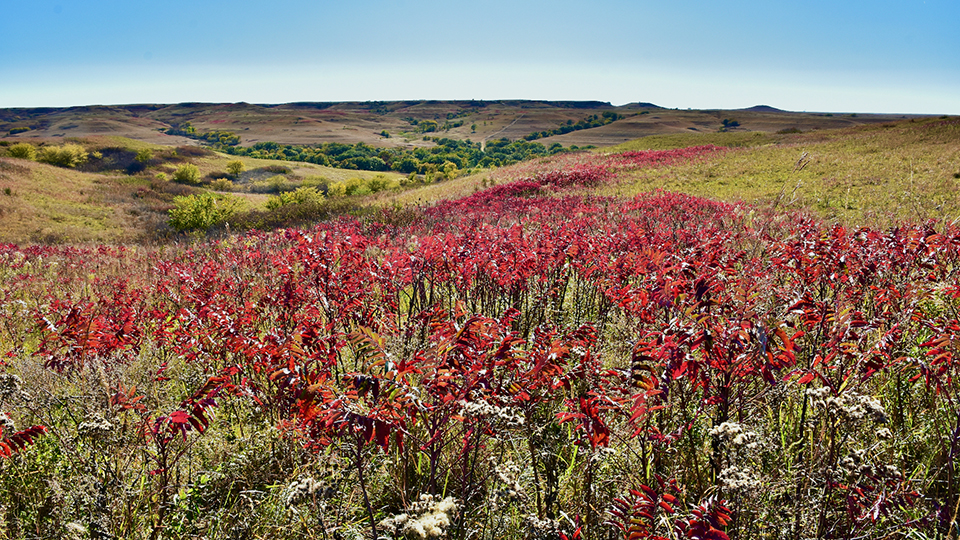 Konza Prairie