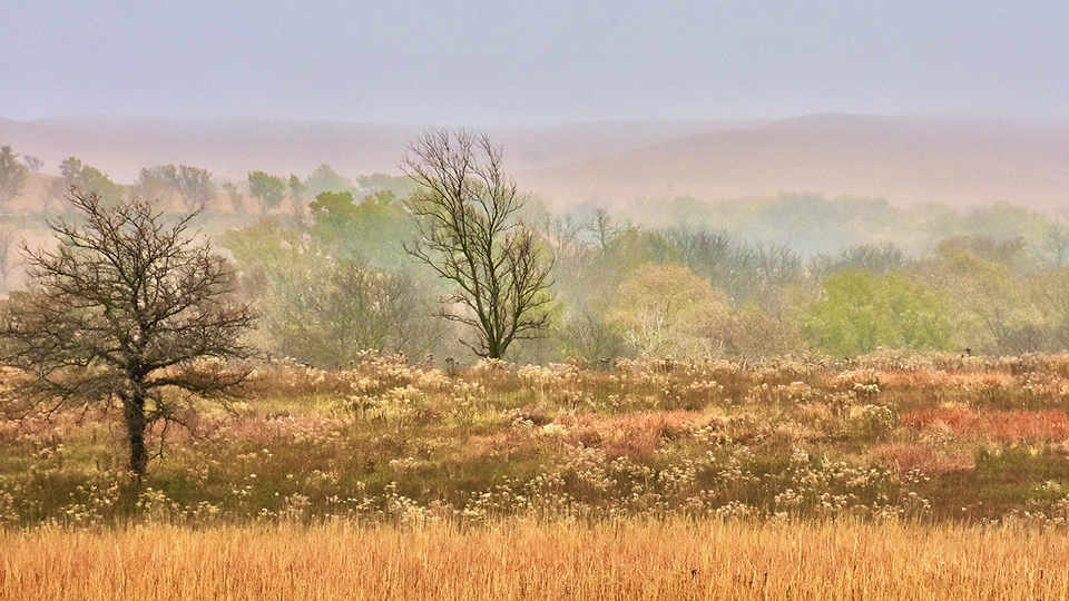 Konza Prairie