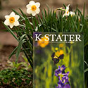 Alumni Association partners with K-State Libraries to digitize K-Stater magazine