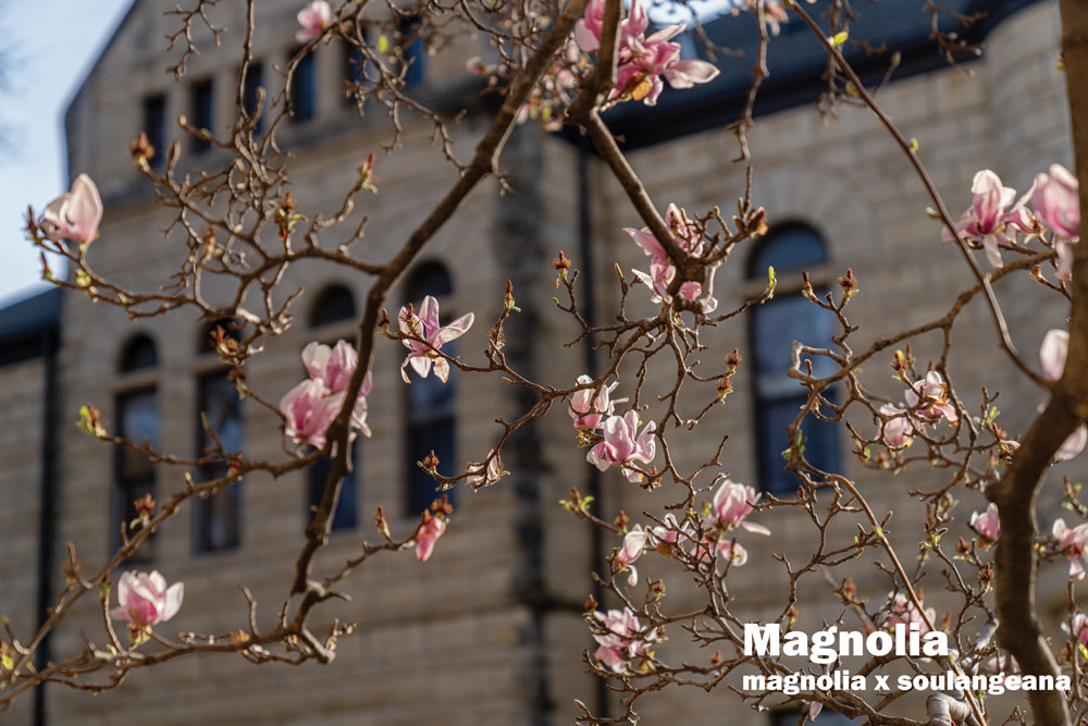 Magnolia