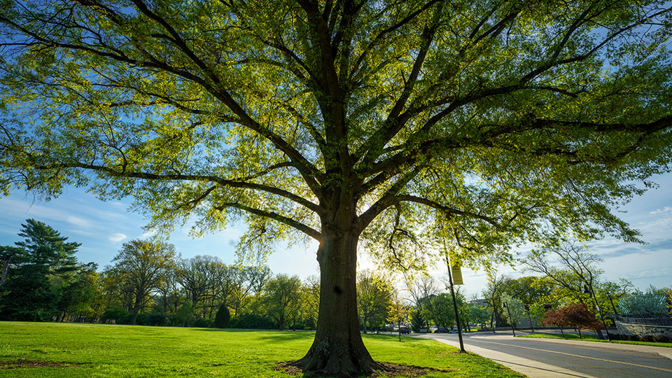 Trees on campus