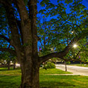 'Tis not in forest:With several century trees and robust history, K-State's trees are a learning experience and a stamp of time