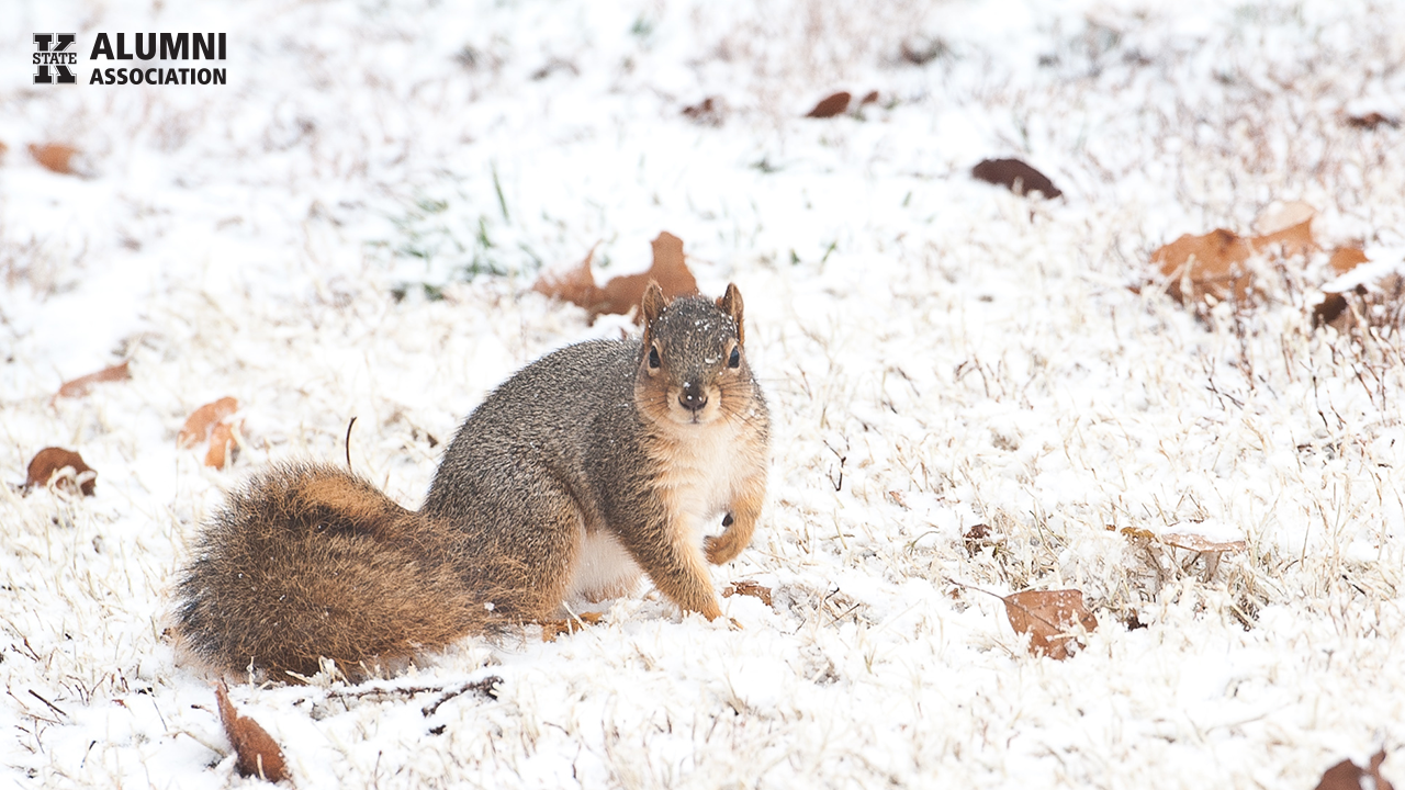 squireles