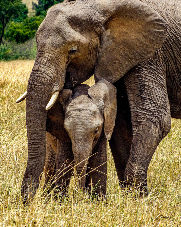 Elephants