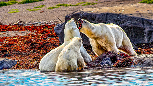 Polar Bears