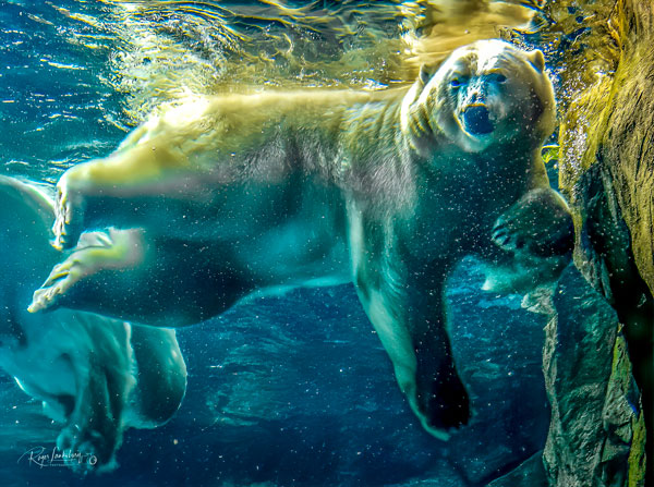 Polar Bears
