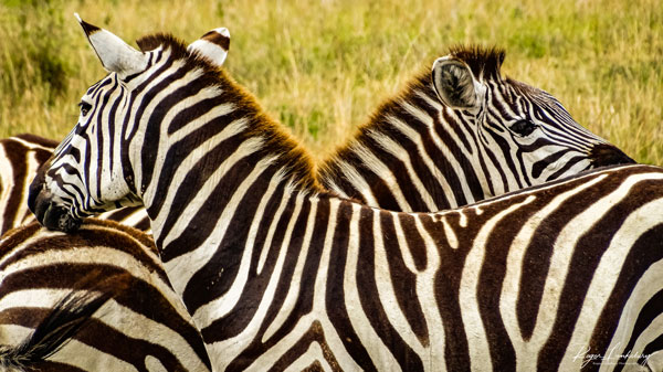 Zebras