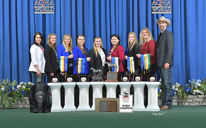 Horse judging