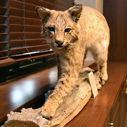 Bobcat