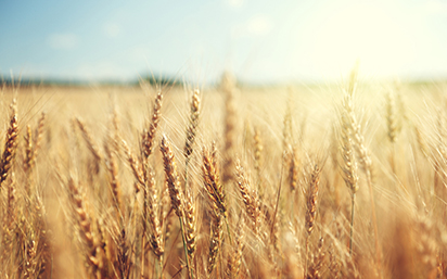 Wheat field