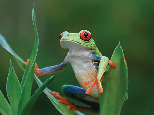 Costa Rica