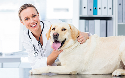 Vet with dog