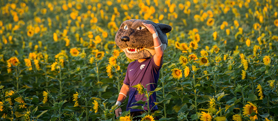 Willie the Wildcat