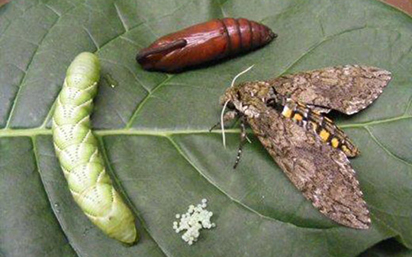 Manduca sexta eggs, larva, pupa and adult moth
