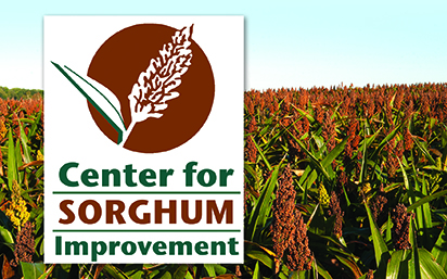 Sorghum