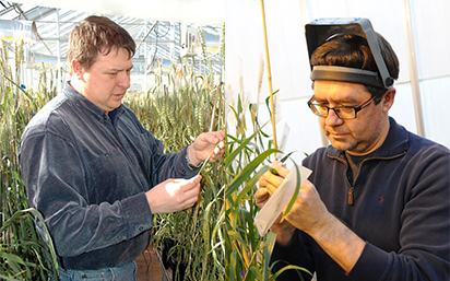 Wheat researchers