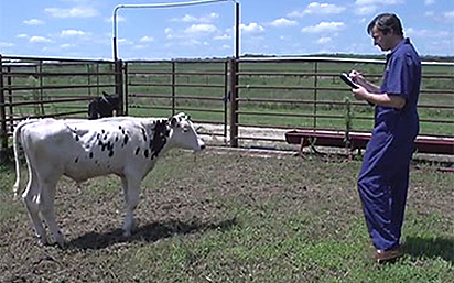 Calf research