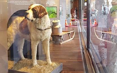 Saint Bernard exhibit