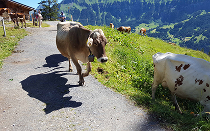 Cows on mountain