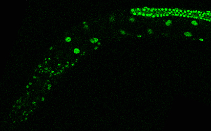 Gene regulator research