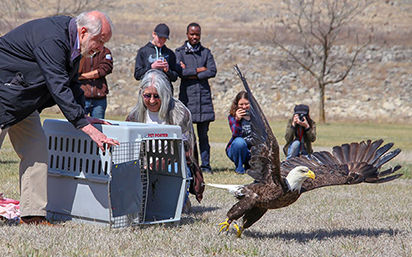 Eagle release