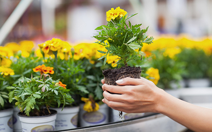 Garden center