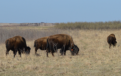 Bison grazing