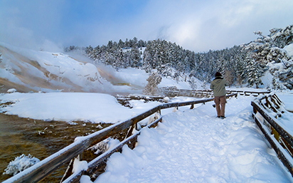 Wolves of Yellowstone