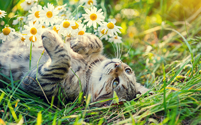 Cat on grass