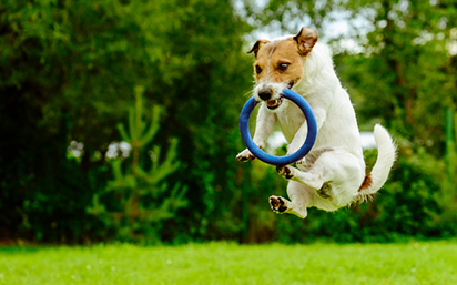 Dog exercising