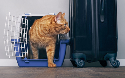 Cat in crate