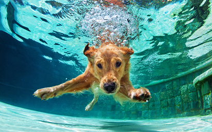 Dog swimming