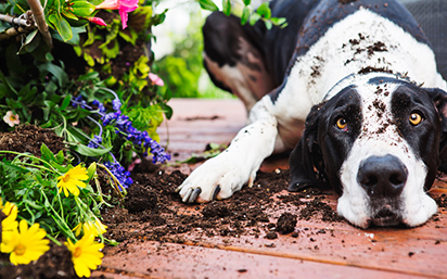 Dog in garden