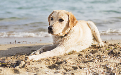 Dog on beach