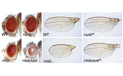 Fly wings research