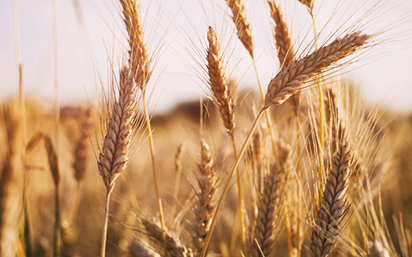 Wheat field